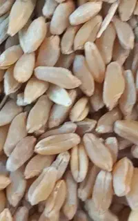 گندم