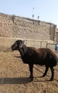 قوچ