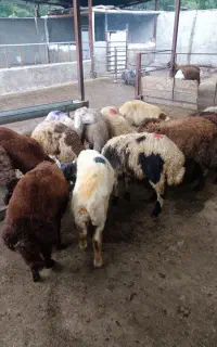 بره نر