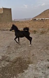 فروش کره اسب