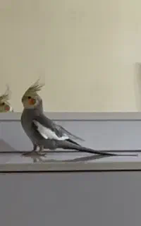 عروس هلندی طوسی زرد نر گمشده