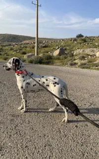 سگ مولد نژاد دالمیشن