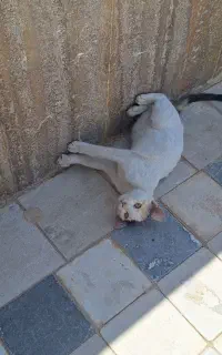 واگذاری بچه گربه ۴/۵ ماهه
