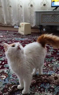 گربه