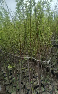 نهال و درختچه های کشت بافتی ۵ ساله داخل سطل بزرگ