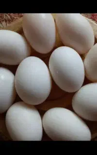تخم مرغ محلی  نطفه دار