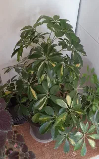 گلهای زیبا
