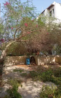 هرس کاری درخت