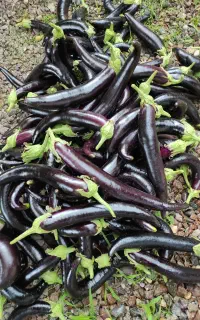 فروش بادمجان محلی صومعه سرا