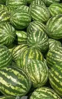 هندوانه از پلدشت