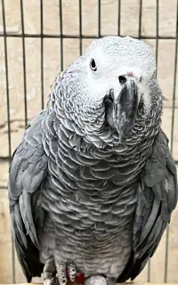 کاسکو ۴ساله دستی نانازی
