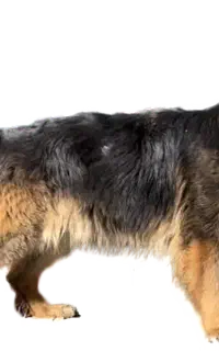 سگ ژرمن اصل