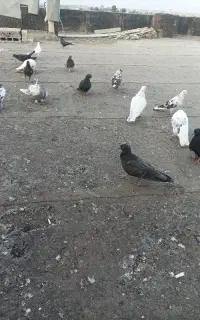 کبوتر فروشی