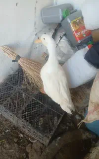 اردک