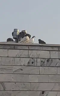 کبوتر پرشی