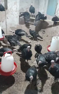 بوقلمون