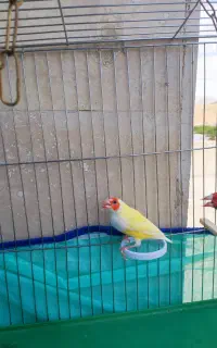 گلدین فنچ سالم و سرحال