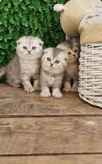 توله نقره ای (سیلور چین چیلا)