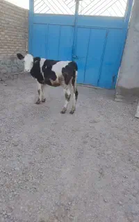 گوساله سیمنتال