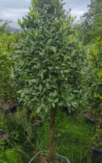 گل وگیاهای بیرونی موجوده