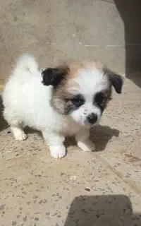 سگ پامر