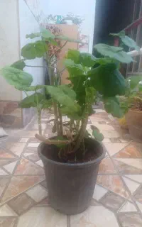 گل شمعدانی زیبا جوانه زده  بزرگ باید جلو نور باشه.