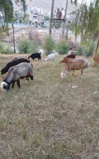 قوچ اصل چینی ترکی