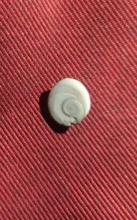 مهره صدفی چشم نظر