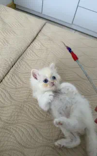 گربه نژاد دار