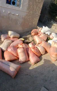 کاه گندم