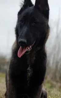 سگ مالینویز ماده بابت کشش