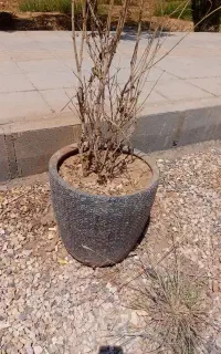 تعدادی گل و گلدان