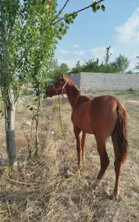 کوره اسب نریان 14ماهه خوش حیکل قد بلند