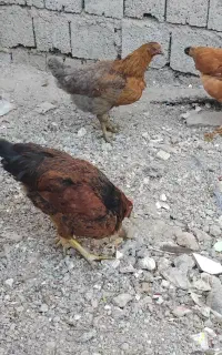 مرغ وخروس محلی