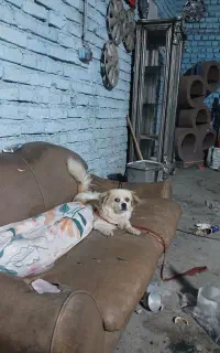 سگ پاکوتاه ماده