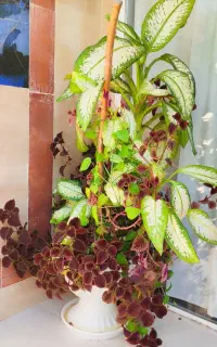 گل پیوندی