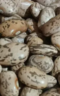 لوبیا  ونخود