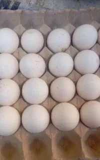 تخم نطفه دار بوقلمون