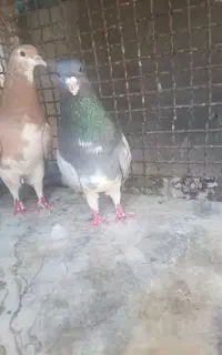 کبوتر