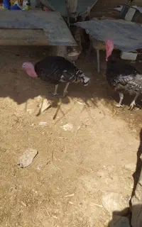 بوقلمون تخم گذار