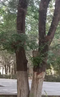 هرس کاری وبریدن درخت
