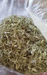 آویشن کوهیتانی