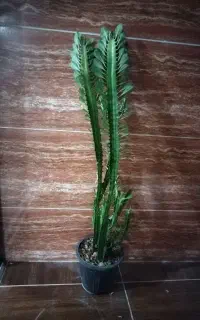 گل افوربیا