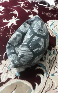 توپ