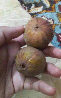 فروش انجیر زیتون سبز و گلابی