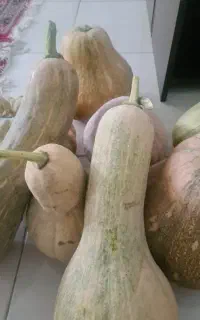 کدو حلوایی