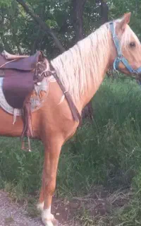 اسب نر 3ساله
