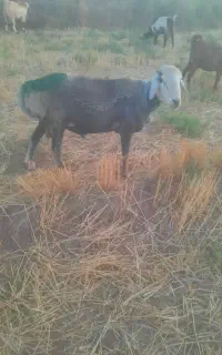 یک قوچ افشاری ویک قوچ چینی