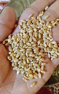 گندم پیشگام بوجاری و تمیز، گونی شده(شکری)