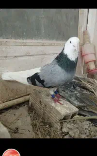 موکت پلنگ سبزنر